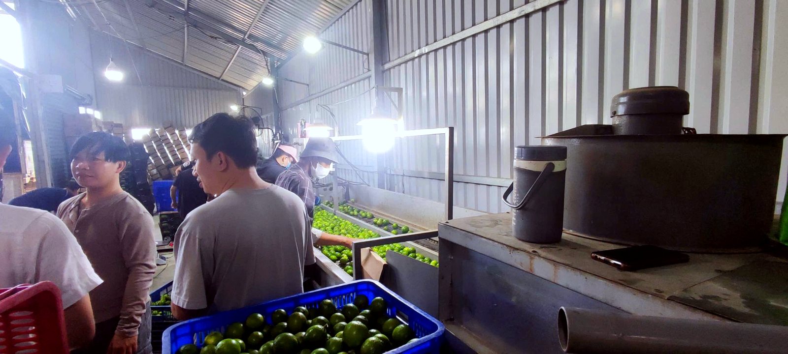 Lime sorting pilot in Long An