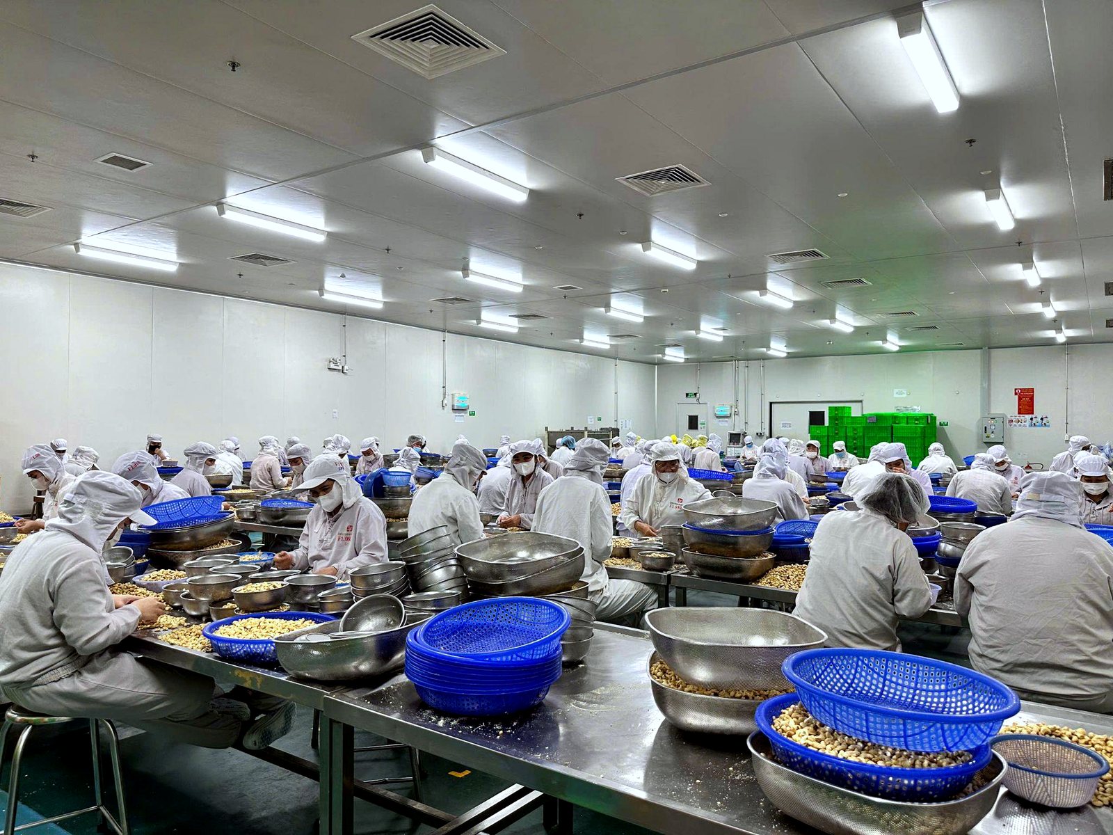 Hundreds of workers sorting cashews by hand